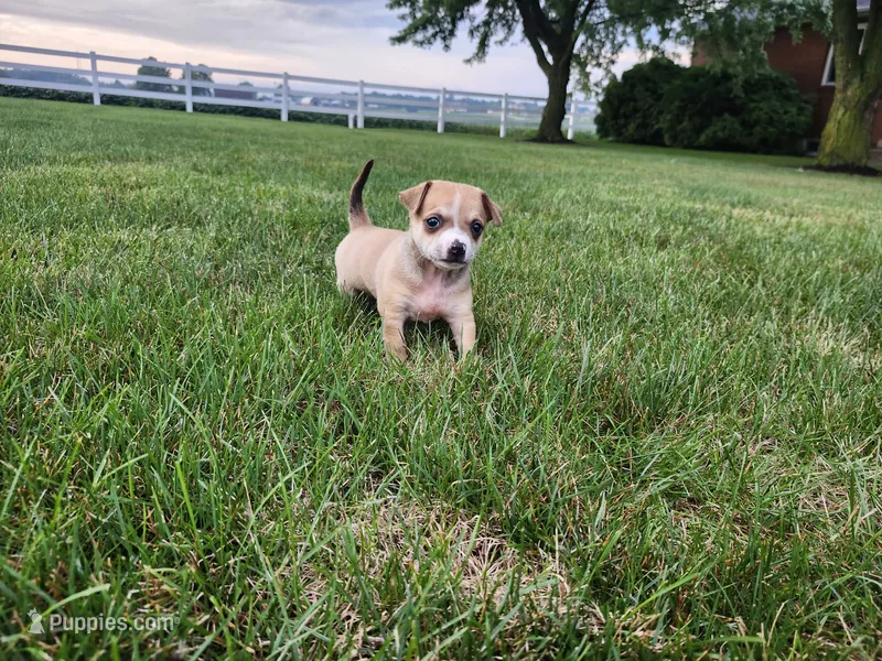 Diego – Chihuahua puppy for sale in Spencerville, IN