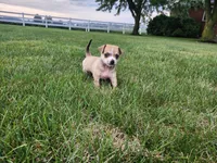 Diego, a male Chihuahua for sale in Spencerville, IN – 2 of 8