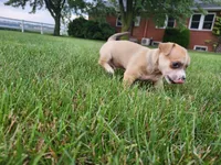 Diego, a male Chihuahua for sale in Spencerville, IN – 4 of 8