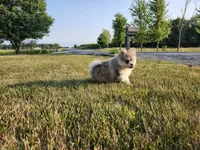 Skye, a male Pomsky for sale in Spencerville, IN – 2 of 6