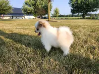 Elsa, a female Pomsky for sale in Spencerville, IN – 7 of 7