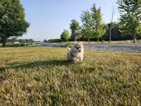 Skye, a male Pomsky for sale in Spencerville, IN – 4 of 6