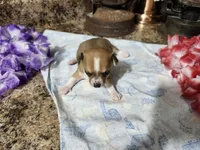 Elsa, a female Chihuahua for sale in Spencerville, IN – 7 of 8