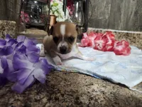 Elsa, a female Chihuahua for sale in Spencerville, IN – 3 of 8