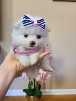 Tcup Ellie, a female Pomeranian for sale in Atlanta, GA – 2 of 9