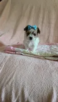 Tcup bear, a male Morkie for sale in Atlanta, GA – 8 of 9