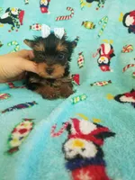 Tcup girl 2, a female Yorkshire Terrier for sale in Atlanta, GA – 5 of 6