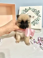 Tcup prince, a male Pomeranian for sale in Atlanta, GA – 5 of 9