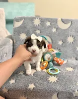 Tcup Bear, a male Maltipoo for sale in Atlanta, GA – 5 of 7