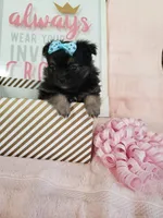 Tiny Daisy, a male Morkie for sale in Atlanta, GA – 6 of 8