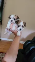 Tcup Cody, a male Maltipoo for sale in Atlanta, GA – 6 of 10