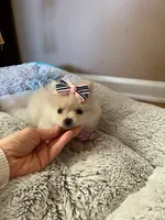 Tcup boy 2, a male Pomeranian for sale in Atlanta, GA – 2 of 8