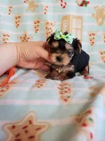 Tcup Boy 1 , a male Yorkshire Terrier for sale in Atlanta, GA – 5 of 7
