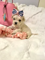 Tcup Ellie, a female Maltipoo for sale in Atlanta, GA – Photo 2 of 10