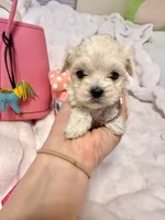 Tcup Ellie, a female Maltipoo for sale in Atlanta, GA – Photo 8 of 10