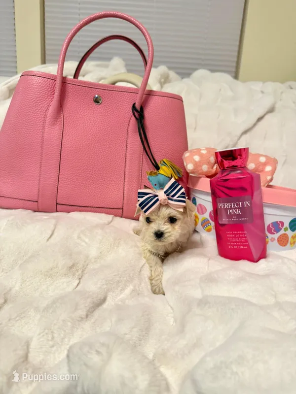 Tcup Ellie – Maltipoo puppy for sale in Atlanta, GA