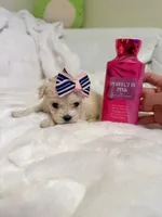 Tcup Ellie, a female Maltipoo for sale in Atlanta, GA – Photo 9 of 10