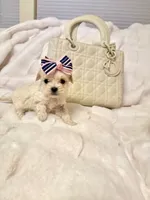 Tcup Ellie, a female Maltipoo for sale in Atlanta, GA – Photo 7 of 10