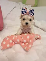 Tcup Ellie, a female Maltipoo for sale in Atlanta, GA – Photo 4 of 10