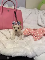 Tcup Ellie, a female Maltipoo for sale in Atlanta, GA – Photo 3 of 10