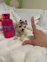 Tcup Ellie, a female Maltipoo for sale in Atlanta, GA – Photo 10 of 10