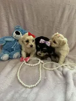Tcup Bella , a female Morkie for sale in Atlanta, GA – Photo 6 of 8