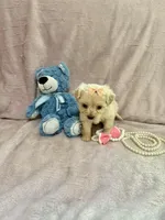 Tcup Bella , a female Morkie for sale in Atlanta, GA – Photo 4 of 8