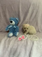 Tcup Bella , a female Morkie for sale in Atlanta, GA – Photo 7 of 8