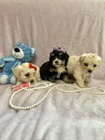 Tcup Bella , a female Morkie for sale in Atlanta, GA – Photo 8 of 8