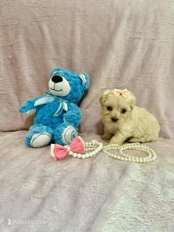 Tcup Bella  – Morkie puppy for sale in Atlanta, GA