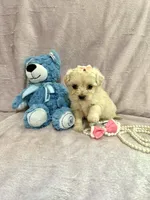 Tcup Bella , a female Morkie for sale in Atlanta, GA – Photo 5 of 8