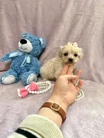 Tcup Bella , a female Morkie for sale in Atlanta, GA – Photo 3 of 8