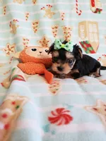 Tcup Boy 1 , a male Yorkshire Terrier for sale in Atlanta, GA – 7 of 7