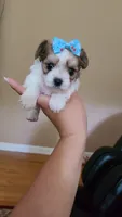 Tcup Cody, a male Maltipoo for sale in Atlanta, GA – 2 of 10