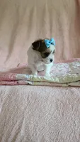 Tcup bear, a male Morkie for sale in Atlanta, GA – 6 of 9