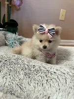 Tcup boy 2, a male Pomeranian for sale in Atlanta, GA – 5 of 8
