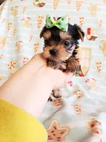Tcup Boy 1 , a male Yorkshire Terrier for sale in Atlanta, GA – 1 of 7