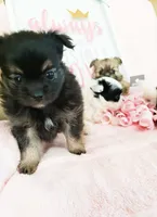Tcup chloe, a female Morkie for sale in Atlanta, GA – 4 of 8