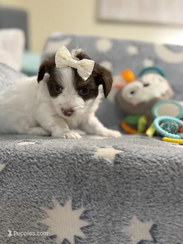 Tcup Bear – Maltipoo puppy for sale in Atlanta, GA
