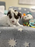 Tcup Bear, a male Maltipoo for sale in Atlanta, GA – 1 of 7