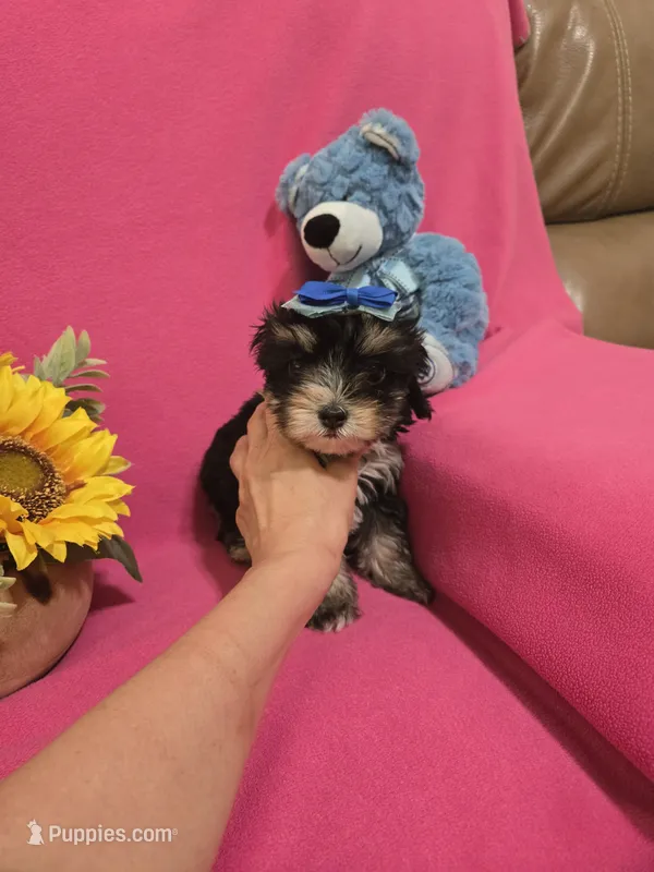 Tcup girl 1 – Morkie puppy for sale in Atlanta, GA