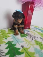 Tcup Bella , a female Yorkshire Terrier for sale in Atlanta, GA – 2 of 5