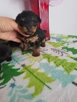 Tcup girl 1, a female Yorkshire Terrier for sale in Atlanta, GA – 3 of 5