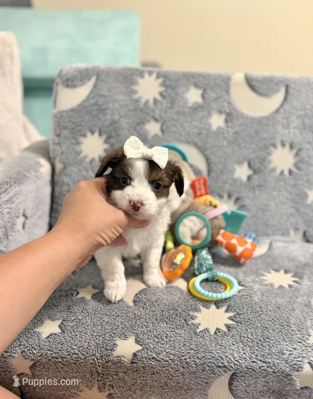 Tcup cody – Morkie puppy for sale in Atlanta, GA