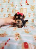 Tcup girl 1, a female Yorkshire Terrier for sale in Atlanta, GA – 1 of 8