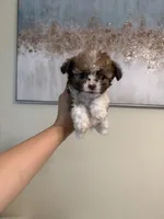 Tcup brody, a male Maltipoo for sale in Atlanta, GA – Photo 1 of 6