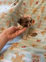 Tcup brody, a male Maltipoo for sale in Atlanta, GA – Photo 6 of 6