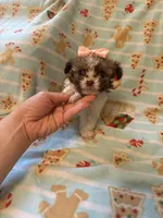 Tcup brody, a male Maltipoo for sale in Atlanta, GA – Photo 5 of 6