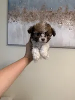 Tcup brody, a male Maltipoo for sale in Atlanta, GA – Photo 4 of 6