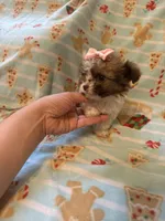 Tcup brody, a male Maltipoo for sale in Atlanta, GA – Photo 2 of 6